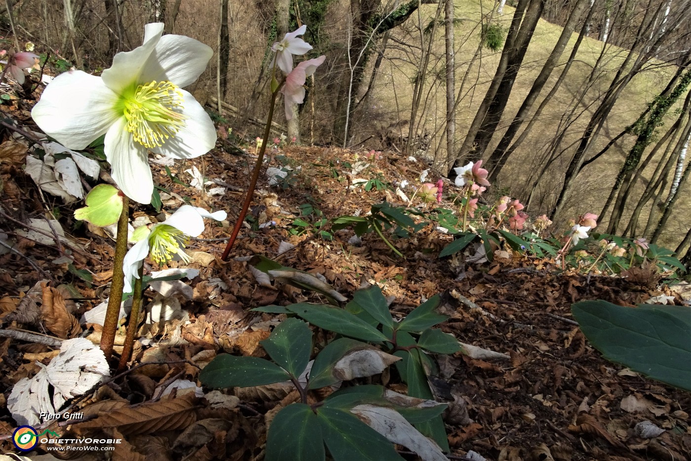 25 Estese fioriture di Rose di Natale -Ellebori (Helleborus niger).JPG
